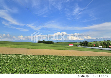 美瑛　北西の丘展望公園　東方を望む 39213625