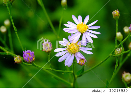 すべての花の画像 最高薄紫 花