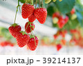 いちご 39214137
