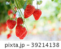 いちご 39214138