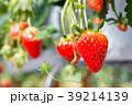 いちご 39214139