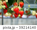 いちご 39214140