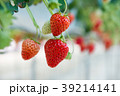いちご 39214141