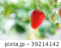 いちご 39214142