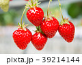 いちご 39214144