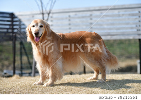 ゴールデンレトリバーの写真素材
