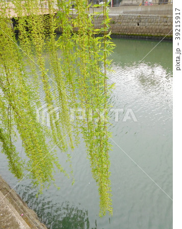 柳と川 39215917