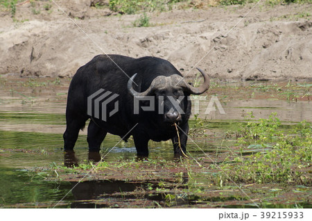 ボツワナ チョベ川沿いの水牛 39215933