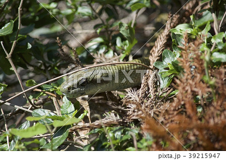 アオダイショウ 39215947