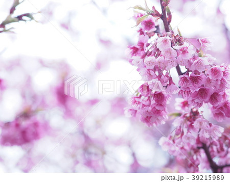 桜 桜 39215989