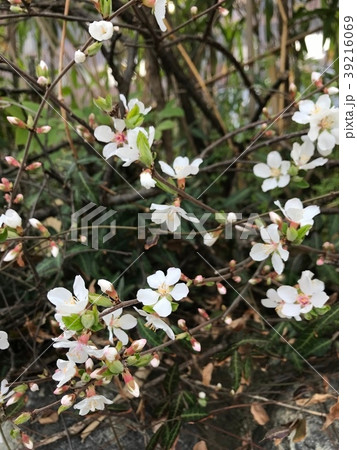 山桜 山桜 39216069