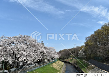 新座、黒目川両岸桜の眺望 新座、黒目川両岸桜の眺望 39216152