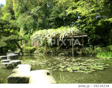 池と藤棚　平安神宮 39216238