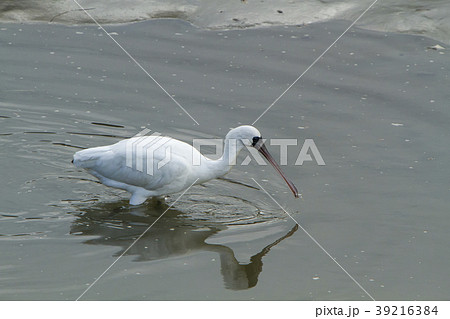 荒尾市 ヘラサギ、 荒尾市 ヘラサギ、 39216384