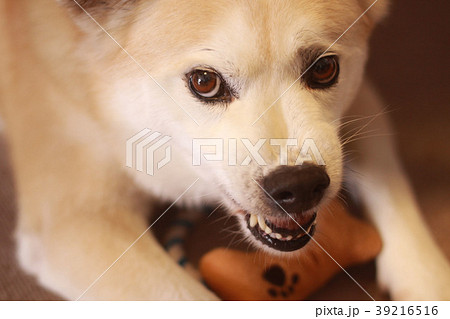 威嚇して怒る犬の写真素材