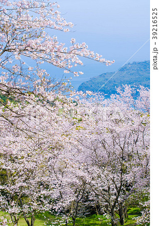 魚見岳からの知林ヶ島 39216525