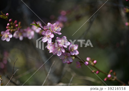 ユスラウメの花の写真素材