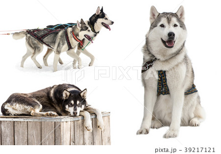 Siberian Husky in front of a white background. Siberian Husky in front of a white background. 39217121