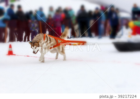 The dog in the winter competitions Weight pulling. The dog in the winter competitions Weight pulling. 39217224