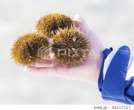 three sea urchins on hand in the winter. three sea urchins on hand in the winter. 39217227
