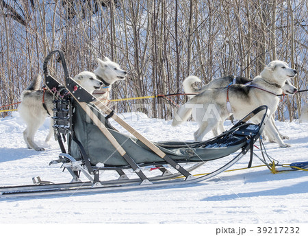 traditional wood sled with blue blanket  39217232