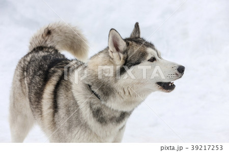 young Husky male tied up. young Husky male tied up. 39217253