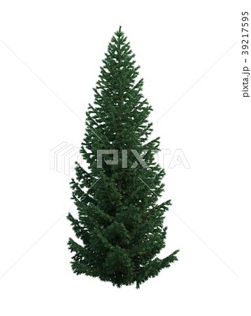 tree fir 39217595