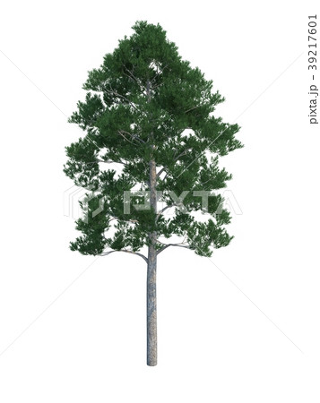 tree fir 39217601
