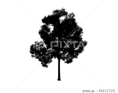 contour tree maple contour tree maple 39217725