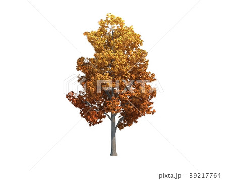 Nice tree maple Nice tree maple 39217764