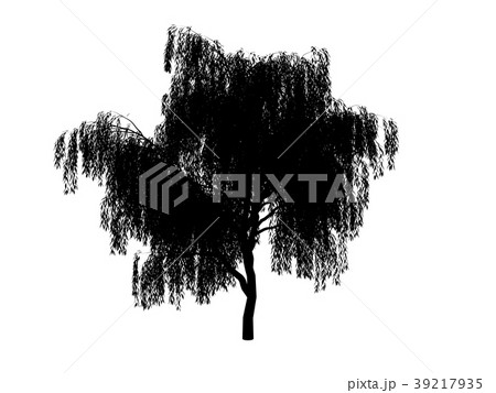 contour tree willow contour tree willow 39217935