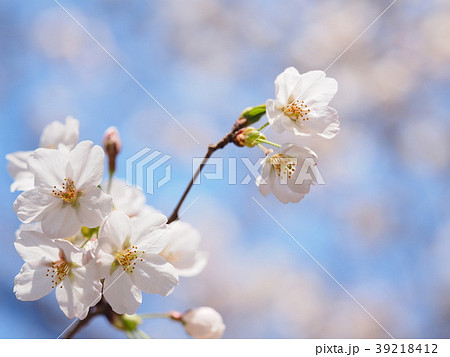 桜 桜 39218412