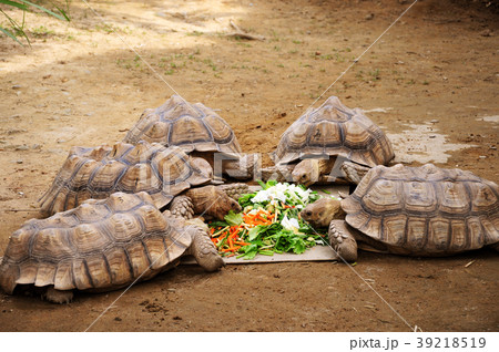 亀 カメ かめ 39218519