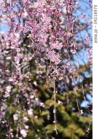 シダレザクラ（枝垂れ桜） 39218970
