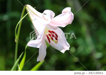 ササユリ 39219001