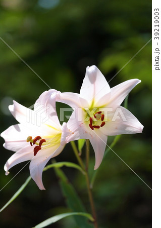 ササユリ ササユリ 39219003