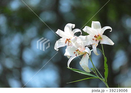 ササユリ 39219006