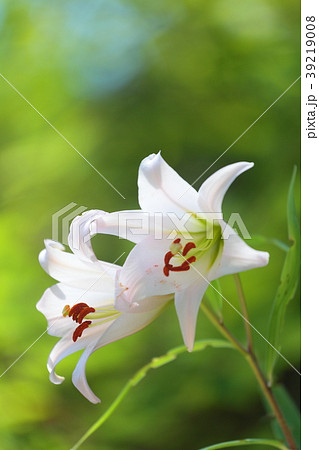 ササユリ ササユリ 39219008