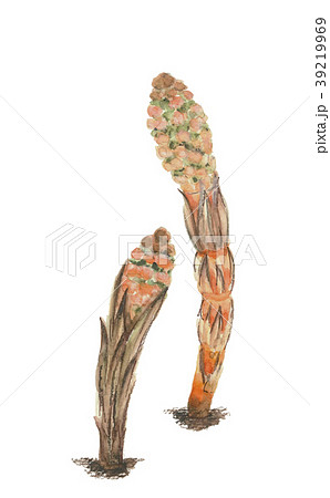 ツクシ 土筆 ツクシ 土筆 39219969