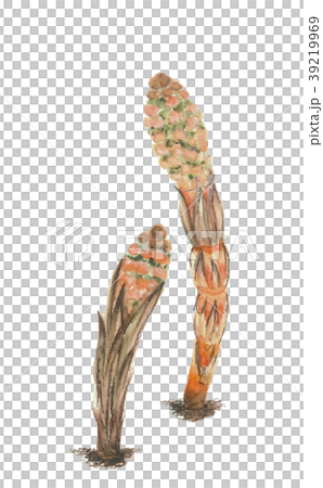 ツクシ 土筆 ツクシ 土筆 39219969