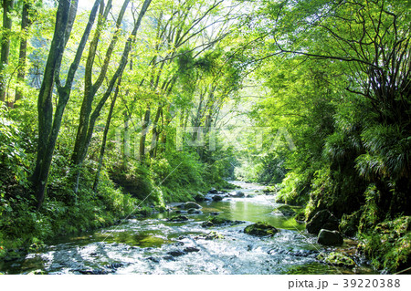 新緑と渓流 39220388