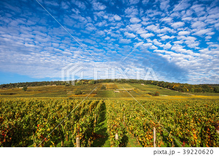 Vineyards in the autumn season, Burgundy, France 39220620