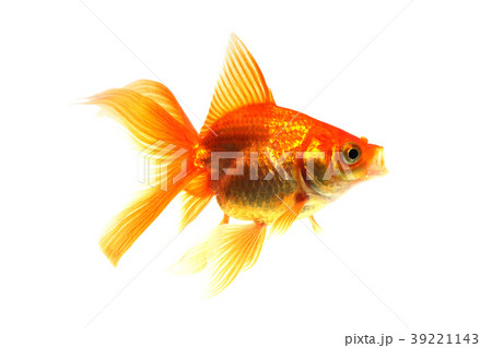 金魚のあくびの写真素材