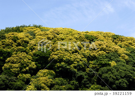 海岸林の新緑 39221159