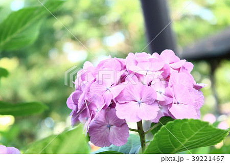 日差しの中の紫陽花 日差しの中の紫陽花 39221467