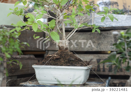 closeup of bonsai tree in gardening store closeup of bonsai tree in gardening store 39221481