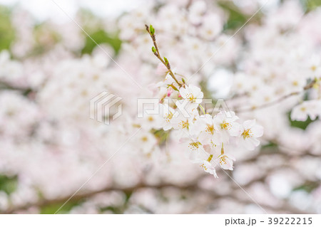 【東京都】満開の桜 39222215