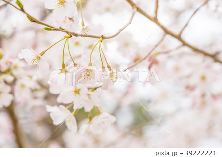 【東京都】満開の桜 39222221