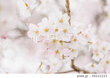 【東京都】満開の桜 【東京都】満開の桜 39222223