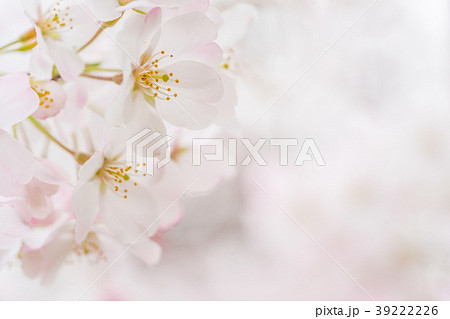 【東京都】満開の桜 【東京都】満開の桜 39222226